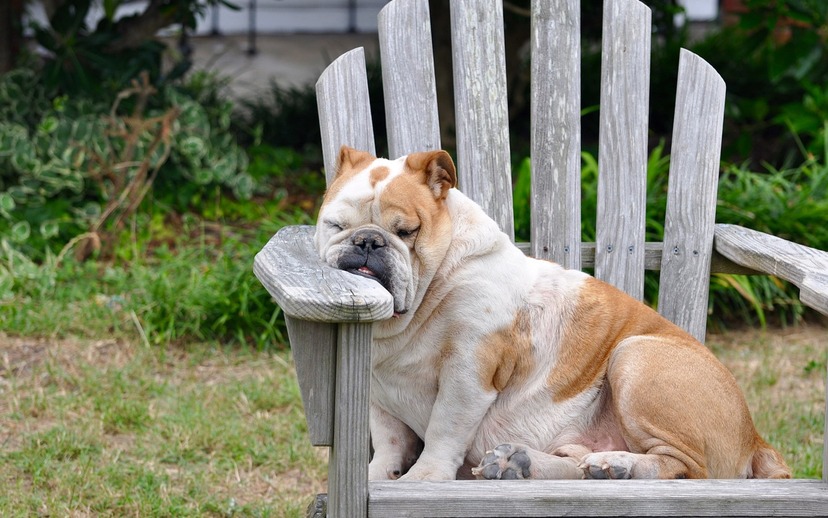 Spring Sleepiness | Du Chinese